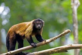A tufted capuchin monkey walking along a branch